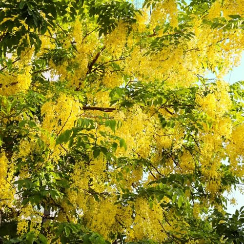 Blauregen, hängepflanzen winterhart mehrjährig herbstblumen gartendeko für draußen kletterpflanzen 35Samen
