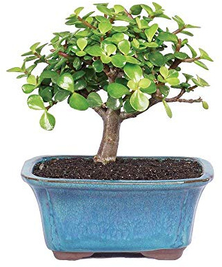 Brussel's Bonsai - Live Dwarf Jade Bonsai Tree in a Ceramic Bonsai Pot, Indoor Succulent Houseplant, 3 Years Old, 5-8 Inches Tall, Easy Care Plant for Home or Office (Small, Green)