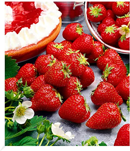 BALDUR Garten 3x Immertragende Erdbeere Hummi® Meraldo, Pflanzen im 7x7 cm-Topf, immertragend, essbare Früchte, große, herzförmige, dunkelrote Erdbeeren, winterhart, Fragaria x ananassa