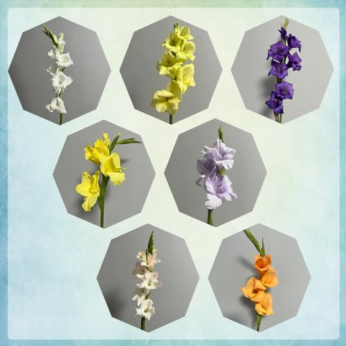 10 pcs gladiolen zwiebeln mix, Gladiolus, nachhaltige geschenke, pflanzen deko gladiolen knollen deko blumen, topfpflanzen echt winterharte kübelpflanzen, blumen für balkon blumen