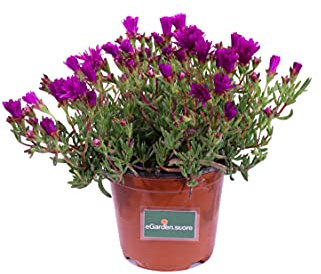 Pianta di Lampranthus Productus pianta da esterno pianta succulenta da fiore pianta da giardino pianta ornamentale di Lampranthus pianta vera venduta da eGarden.store