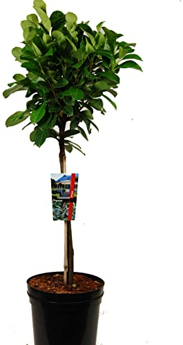 Prunus Etna oder Kirschlorbeer Etna auf Stamm