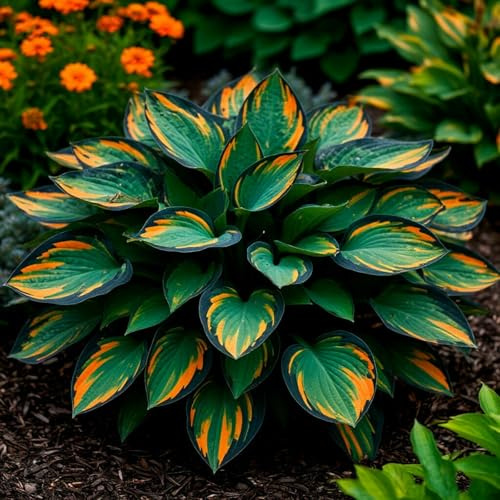Funkien Rhizoms-Schattentolerante Premium-Stauden Gartenprojekte-10 Rhizoms-G