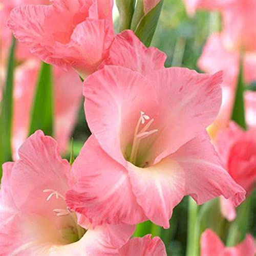 Perenne resistente/Regalo/Crescita, giardini e balconi, Raro Rizoma Di Gladioli, Resistente All'Inverno, 5bulbs-B