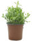SMPLY. - Planta de Ajedrea - Altura: 20 cm - Maceta de 10 cm - Planta Aromática Interior y Exterior - Ideal Huerto Urbano y Jardín - Cuidado Muy Fácil