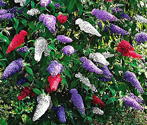 20 Buddleia Pflanzensamen: Package Contain Seeds