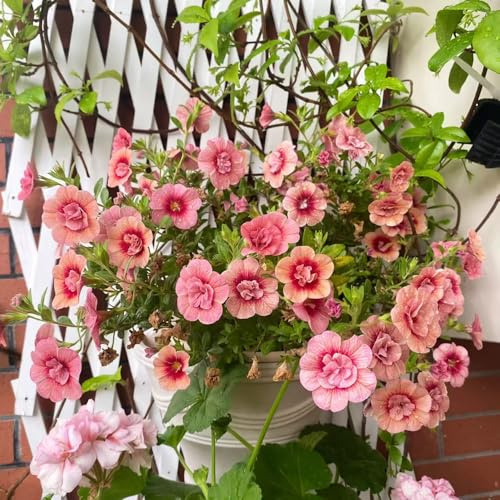 calibrachoa - variedades orgánicas tradicionales 400semillas