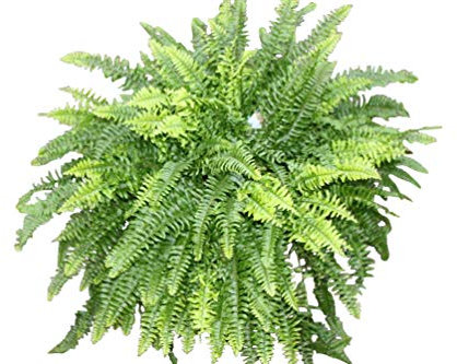 Indoor Plant - Nephrolepsis- Boston Fern -Bushy House Plant Approx 35cms Tall
