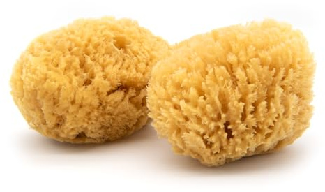 Neptune Caribbean Sea Sponge 2 Pack, Medium (Approx. 5-6 Inch), Hand Processed, Natural & Eco-Friendly Bath Sponge