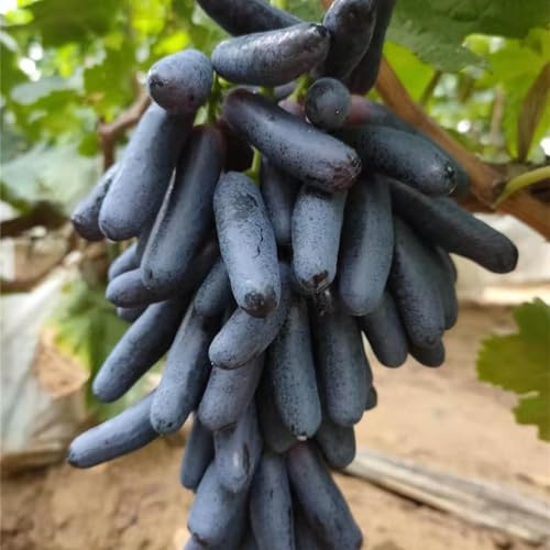 FáCil De Mantener Uva Rara Crea RáPidamente Un Hermoso JardíN-2bulbo-G