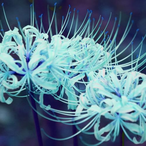 Lycoris, plantas herbáceas perennes, paisajismo, decoración de jardín (sin flores artificiales ni semillas)-10Pcs-N