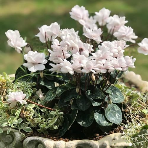 Alpenveilchen blumenwiesensaat frühlingsblumen schnittblumen wildblumen balkonblumen sommerblumen dachbegrünung balkongewächshäuser gartenpflanze balkon deko blumensaat frühblüher 500samen