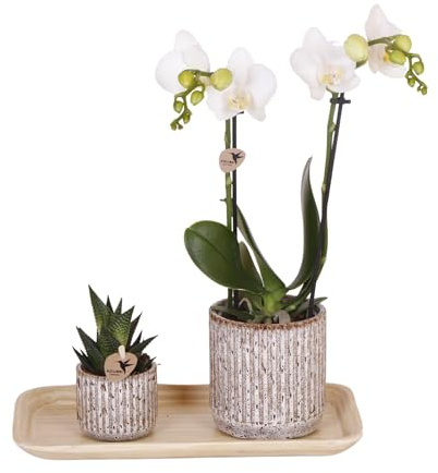 Kolibri Company - Set di orchidea rossa gialla e succulente su vassoio di bambù