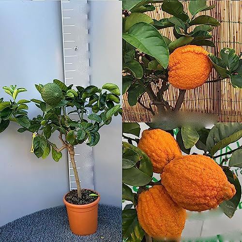 SAVINI VIVAI Zedernpflanze, Zitrusbaum, chinesische Zeder im 20 cm Topf, Höhe 70 cm, 2-3 Jahre Veredelung, hergestellt in Italien