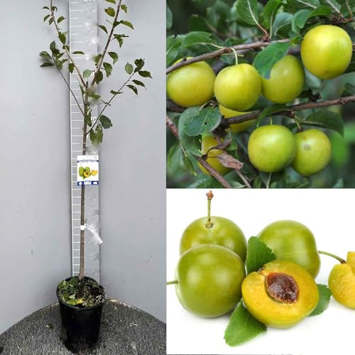 SAVINI VIVAI Pianta di Susino Regina Claudia Verde Piante da Frutto Albero in vaso 22-24 cm 2-3 Anni Altezza 130-150 cm Made in Italy
