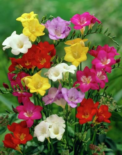 20 X Freesia Mix - Freesia Profumata - Bulbi Di Alta Qualità (20)