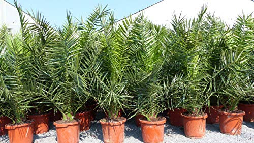 gruenwaren jakubik 10 Stück Palme XXL 190-230 cm Phoenix canariensis, kanarische Dattelpalme,