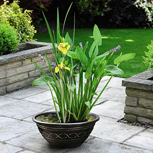 Patio Pond Kit, 3 Different Aquatic Plants, Simple and Stylish, Calming Water Feature, 1 x Patio Pond Kit, by Thompson and Morgan