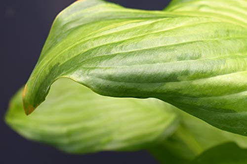 Home Comforts Leaf Plantain Lily Green Leaves Green Leaf Plant-20 Inch By 30 Inch Laminated Poster With Bright Colors And Vivid Imagery-Fits Perfectly In Many Attractive Frames