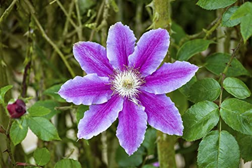 Clematis Hybride ‘Barbara Jackman’ 60–100 cm – Winterhart, Mehrjährig, Pflegeleicht – Waldrebe – Kletterpflanze für Pergola & Rankhilfe