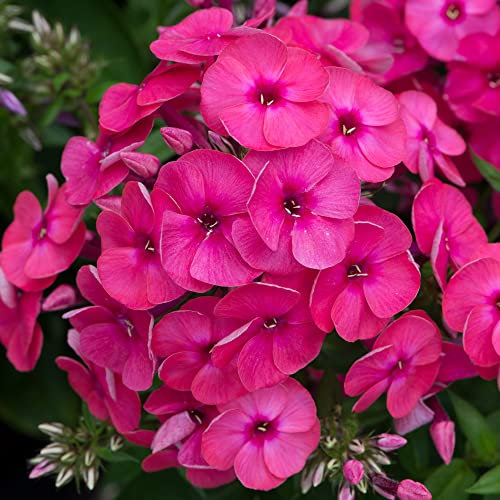 Phlox Ka-Pow Pink - Garden Phlox | Deciduous Outdoor Garden Perennial Flower (20-30cm Incl. Pot)