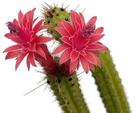 Fangblatt - Cleistocactus samaipatanus - außergewöhnlicher Wüstenkaktus Ø 9 cm Topf - pflegeleichte Zimmerpflanze