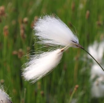 WASSERPFLANZEN WOLFF - Eriophorum vaginatum - scheidiges Wollgras, weiß - winterhart - heimisch - QUALITÄTSSTAUDE durchwurzelt im 11cm Pflanzkorb