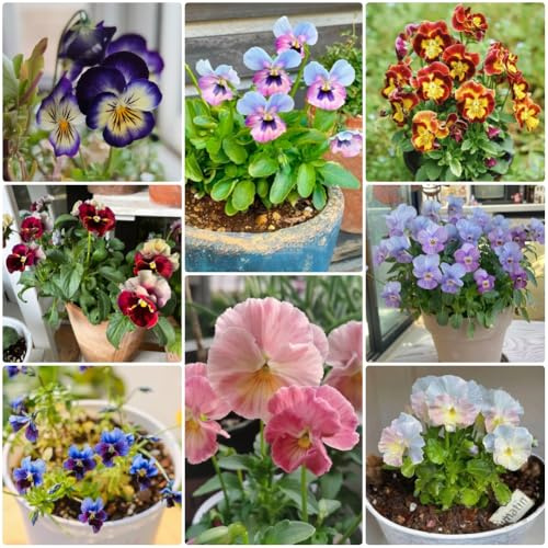 Semi di viola del pensiero biologici, da giardino resistenti perenni Viola tricolore, regali sostenibili semi di acquistare di viola del pensiero 300pcs