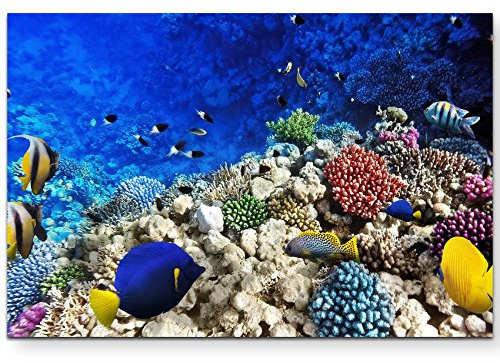 Paul Sinus Art Leinwandbilder | Bilder Leinwand 120x80cm Korallenriff mit Fischen im Roten Meer