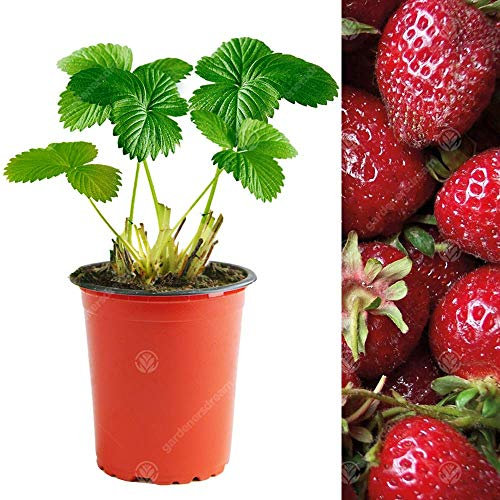 Strawberry 'Red Gauntlet' Hardy Garden Fruit Plant Bushes | 9cm Pot (10 Plants)