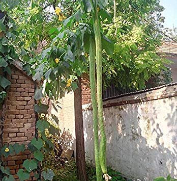 Giant Loofah Seed Towel Gourd Organic Vegetable Seeds, Home Garden Ornamental Plants Delicious Nutrient-Rich Food 5 Pcs