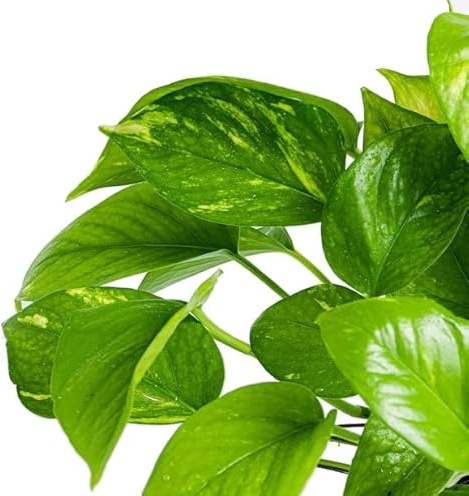 Poto o Epipremnum Aureum Natural Planta de Interior o Exterior - Planta NATURAL Decorativa