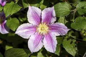 Clematis Hybride 'Piilu' (100–150 cm) – Winterhart & Mehrjährig – Waldrebe – Kletterpflanze für Pergola & Rankhilfe
