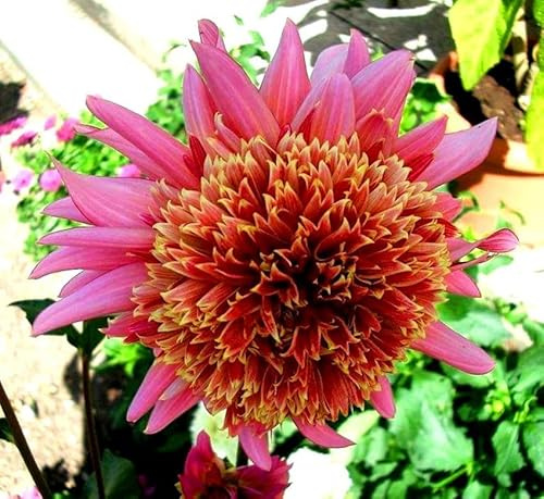 Dahlienknolle : Dahlia - Dahlien Anemonenblütige Dahlie  The Phantom  1 Knolle/Rhizom