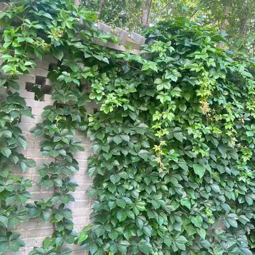 150 pezzi semi di scalatrice resistenti giardino di Parthenocissus tricuspidata balcone resistenti balcone giardino