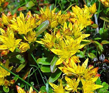 vegherb Sedum Russe Orpin Sedum kamtschaticum - 200 graines en Vrac