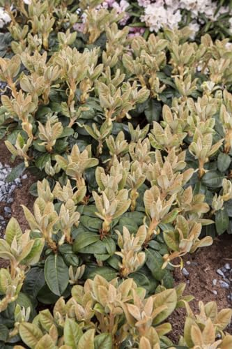 Rhododendron bureavii 90-100 cm - Rhododendron, cremeweiße Blüten, Blütezeit Mai-Juni, immergrün, ideal für schattige Standorte, winterhart
