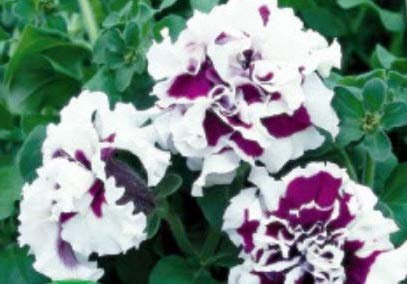 Stk - 15x Petunie F1 Purple Pirouette doppelblumig Garten Pflanzen - Samen KS109 - Seeds & Plants Shop by Ipsa