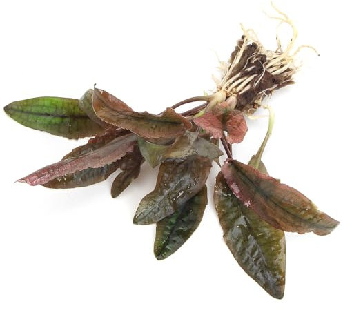 K2AQUA Cryptocoryne Flamingo Live Aquarium Plant Stunning Pink Colour Rare Easy Care Low Maintenance Foreground Freshwater Tank Natural Decoration Beginner Friendly