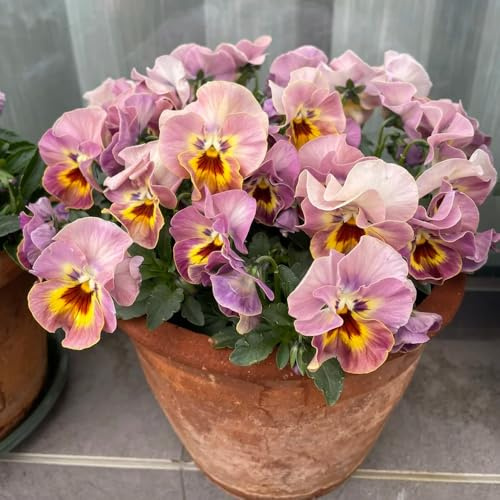 semi di viola cornuta perenni - decorazione antiche varietà in vaso resistenti giardino 300pcs