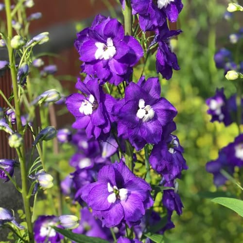 rittersporn, blumensamen mehrjährig winterhart gewächshaus balkon zimmerbonsai gartenpflanzen topfpflanzen deko büro winterharte kübelpflanzen seltene steingarten kletterpflanzen 100samen
