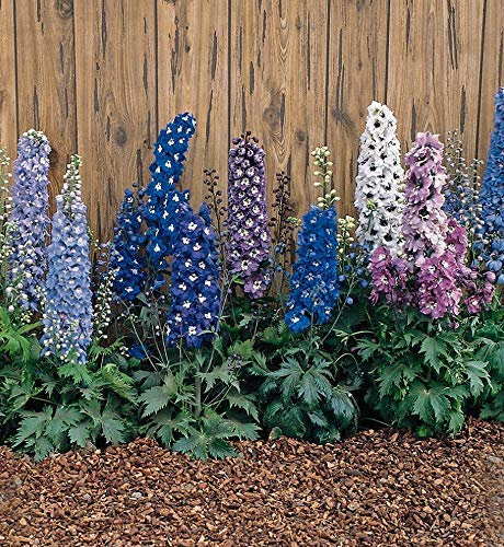 Fleur - Delphinium - Magic Fontane Misti - 25 Semi