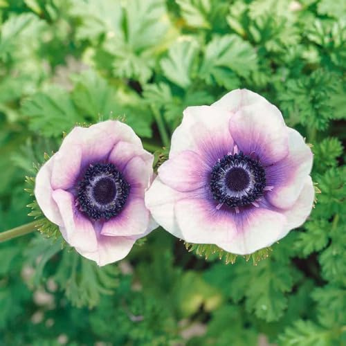 anemonesamen bonsai topf pflanzenkübel wildkräuter schmetterlingsflieder gartenblumen mehrjährig winterhart dekopflanzen wohnzimmer deko wildblumen balkonblumen bodendecker winterhart 400samen
