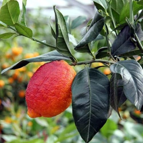 AMDgarden Pianta Albero di Limone Rosso Vaso 20 cm Agrumi di Sicilia Sempreverde