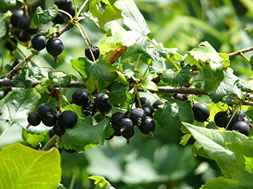 Ribes x nidigrolaria 90 cm Hochstamm – Winterhart, Mehrjährig, Pflegeleicht – Jostabeere – Beerenstrauch für Garten & Ernte
