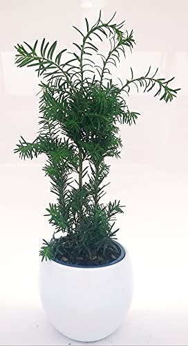 POWERS TO FLOWERS - TAXUS IN VASO CERAMICA SFERICO BIANCO, pianta vera