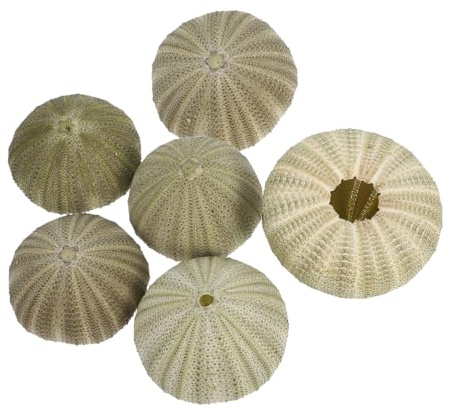 Ciieeo Natürliche Seeigel-Muscheln 6 Stück 2.36X2.36X1.38In Dekorativer Luftpflanzenhalter Und Muschelornament Für DIY Bastelarbeiten Stranddeko Und Blumendekorationen Mit Küstencharme