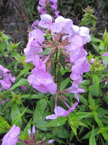 Phlox maculata Rosalinde - Flammenblume Rosalinde Verpackungseinheit 5