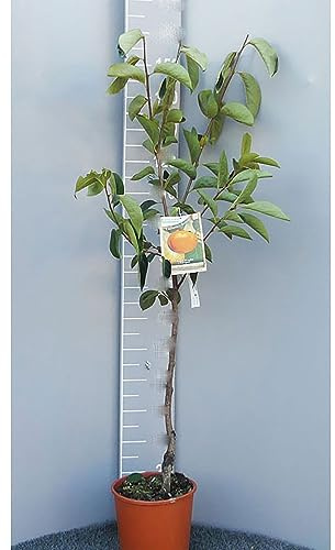 SAVINI VIVAI Planta Kako Manzana Sharon Plantas frutales Kaki Albeor en maceta 22-24 cm 2-3 años Alto 130-150 cm