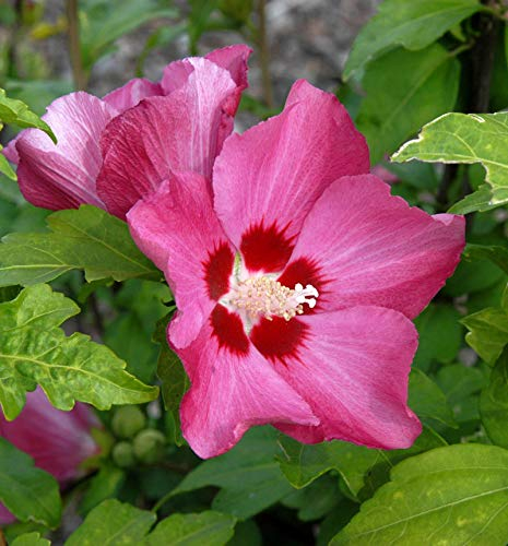 Hochstamm Rosen Eibisch Woodbridge 40-60cm - Hibiscus - lebende Gartenpflanze aus den Baumschulen